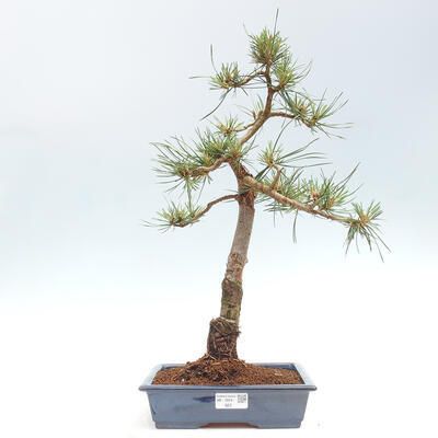 Vonkajšie bonsai - Pinus Sylvestris - Borovica lesná - 1