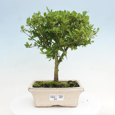 Izbová bonsai - Ilex crenata - Cezmína - 1