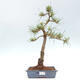 Vonkajšie bonsai - Pinus Sylvestris - Borovica lesná - 1/4