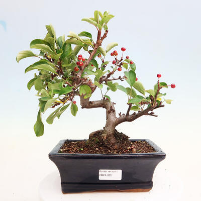 Vonkajší bonsai - Malus sergentiu - Maloplodá jabloň - 1