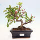 Vonkajší bonsai - Malus sergentiu - Maloplodá jabloň - 1/6