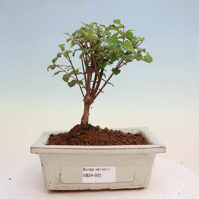 Vonkajší bonsai - Symphoricarpos Magic Berry - Pámelník