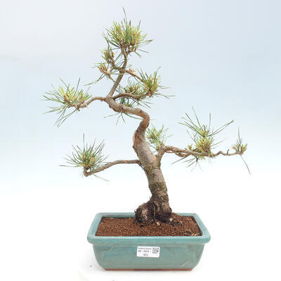 Vonkajšie bonsai - Pinus Sylvestris - Borovica lesná - 1