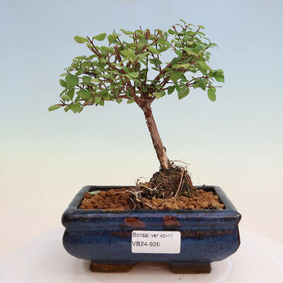 Vonkajší bonsai - Symphoricarpos Magic Berry - Pámelník
