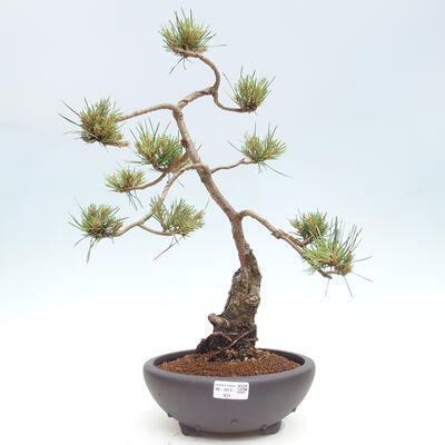 Vonkajšie bonsai - Pinus Sylvestris - Borovica lesná - 1