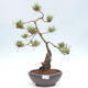 Vonkajšie bonsai - Pinus Sylvestris - Borovica lesná - 1/4