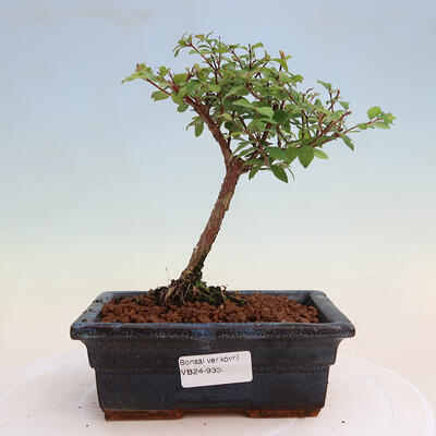 Vonkajší bonsai - Symphoricarpos Magic Berry - Pámelník