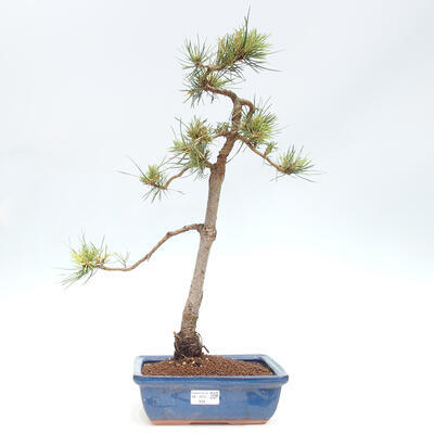 Vonkajšie bonsai - Pinus Sylvestris - Borovica lesná - 1