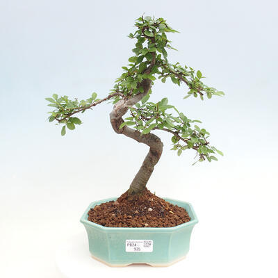 Izbová bonsai - Ulmus parvifolia - Malolistý jilm