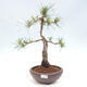 Vonkajšie bonsai - Pinus Sylvestris - Borovica lesná - 1/4