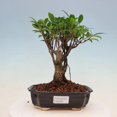 Izbová bonsai - Ficus retusa - malolistá fikus - 1