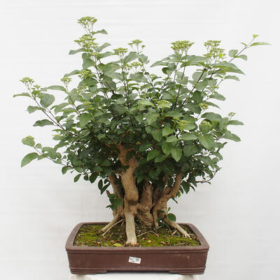 Izbová bonsai - Premna serratifolia - Kozlovoň malolistá - 1