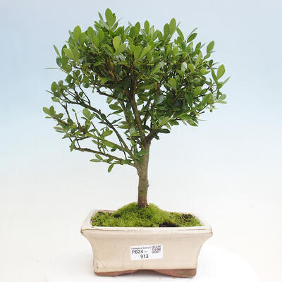 Izbová bonsai - Ilex crenata - Cezmína - 1