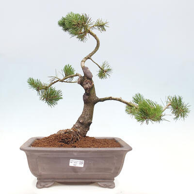 Vonkajší bonsai - Pinus mugo - Borovica kľač - 1