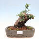 Izbová bonsai - Olea europaea sylvestris -Oliva európska drobnolistá - 1/7