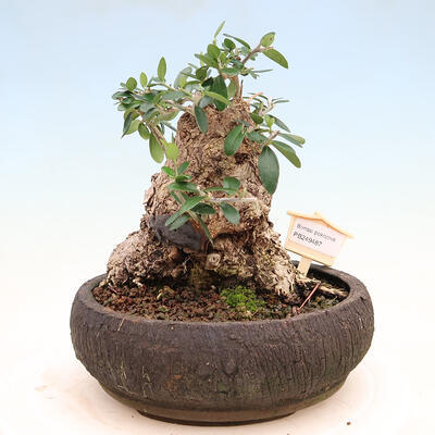 Izbová bonsai - Olea europaea sylvestris -Oliva európska drobnolistá - 1