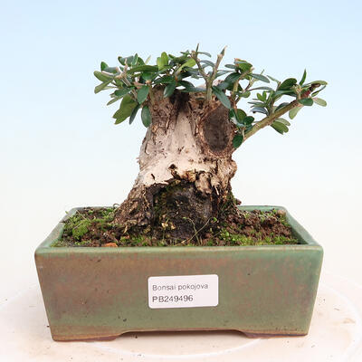 Izbová bonsai - Olea europaea sylvestris -Oliva európska drobnolistá - 1