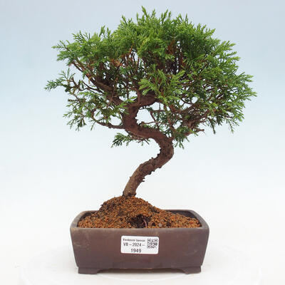 Vonkajší bonsai - Juniperus chinensis Itoigawa -Jalovec čínsky - 1