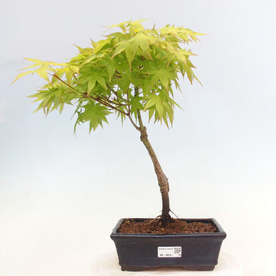 Acer palmatum Aureum - Javor dlanitolistý zlatý - 1