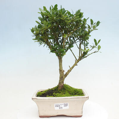 Izbová bonsai - Ilex crenata - Cezmína - 1