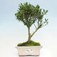 Izbová bonsai - Ilex crenata - Cezmína - 1/3