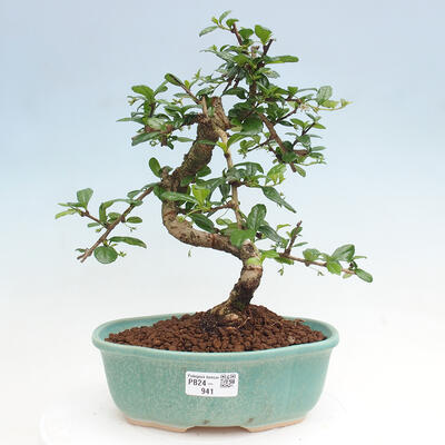 Izbová bonsai - Carmona macrophylla - Čaj fuki - 1