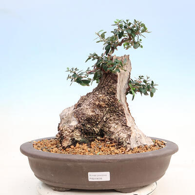 Izbová bonsai - Olea europaea sylvestris -Oliva európska drobnolistá - 1