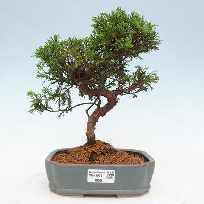 Vonkajší bonsai - Juniperus chinensis Itoigawa -Jalovec čínsky - 1