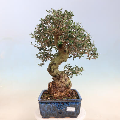 Izbová bonsai - Olea europaea sylvestris -Oliva evropská drobnolistá - 1