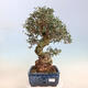 Izbová bonsai - Olea europaea sylvestris -Oliva evropská drobnolistá - 1/7