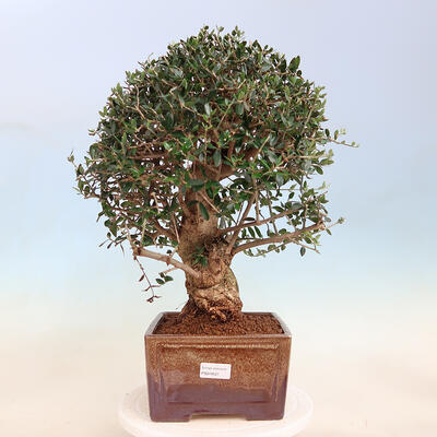 Izbová bonsai - Olea europaea sylvestris -Oliva evropská drobnolistá - 1