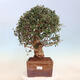 Izbová bonsai - Olea europaea sylvestris -Oliva evropská drobnolistá - 1/7