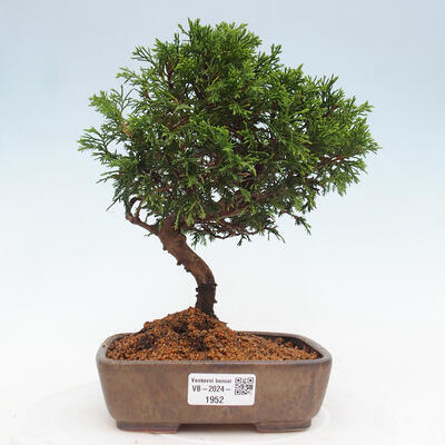 Vonkajší bonsai - Juniperus chinensis Itoigawa -Jalovec čínsky - 1