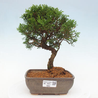 Vonkajší bonsai - Juniperus chinensis Itoigawa -Jalovec čínsky - 1