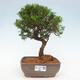 Vonkajší bonsai - Juniperus chinensis Itoigawa -Jalovec čínsky - 1/4