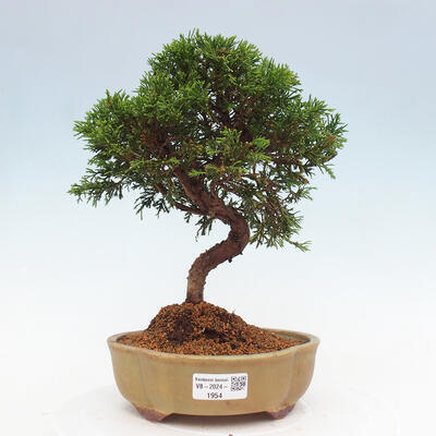 Vonkajší bonsai - Juniperus chinensis Itoigawa -Jalovec čínsky - 1