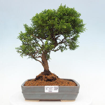 Vonkajší bonsai - Juniperus chinensis Itoigawa -Jalovec čínsky - 1