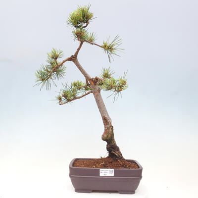 Vonkajšie bonsai - Pinus Sylvestris - Borovica lesná - 1