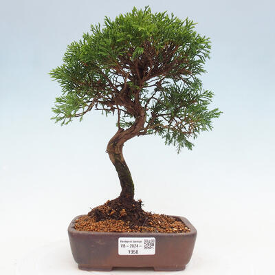 Vonkajší bonsai - Juniperus chinensis Itoigawa -Jalovec čínsky - 1