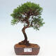 Vonkajší bonsai - Juniperus chinensis Itoigawa -Jalovec čínsky - 1/4