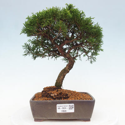 Vonkajší bonsai - Juniperus chinensis Itoigawa -Jalovec čínsky - 1