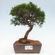 Vonkajší bonsai - Juniperus chinensis Itoigawa -Jalovec čínsky - 1/4