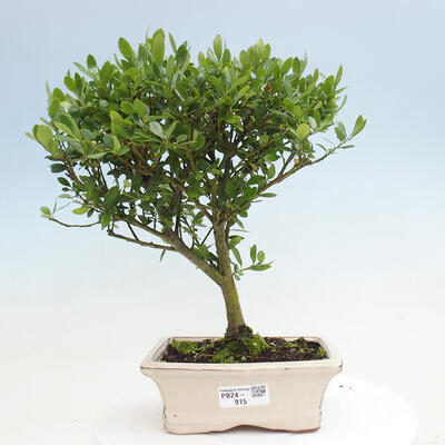 Izbová bonsai - Ilex crenata - Cezmína - 1