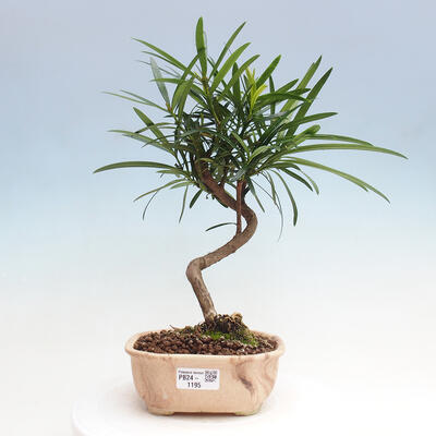 Izbová bonsai - Podocarpus - Kamenný tis - 1