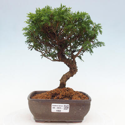 Vonkajší bonsai - Juniperus chinensis Itoigawa -Jalovec čínsky - 1