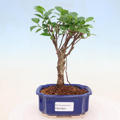 Izbová bonsai - Ficus retusa - malolistá fikus - 1