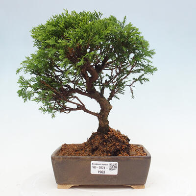 Vonkajší bonsai - Juniperus chinensis Itoigawa -Jalovec čínsky - 1