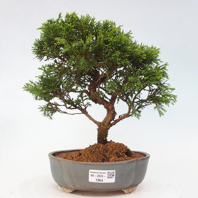 Vonkajší bonsai - Juniperus chinensis Itoigawa -Jalovec čínsky - 1