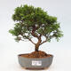 Vonkajší bonsai - Juniperus chinensis Itoigawa -Jalovec čínsky - 1/4