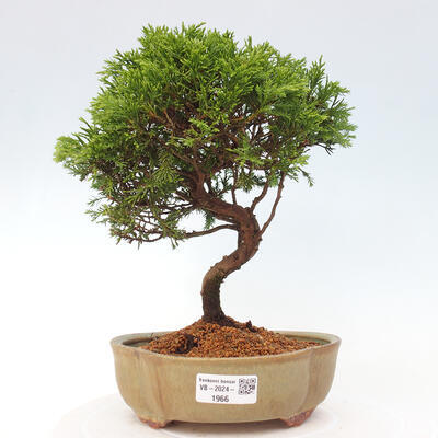 Vonkajší bonsai - Juniperus chinensis Itoigawa -Jalovec čínsky - 1